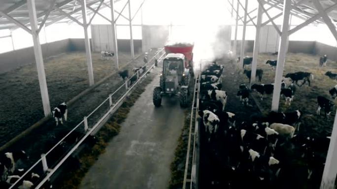拖拉机上的人在谷仓里喂牛，俯视图。