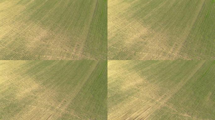 无人驾驶飞机: 干旱乡村的大玉米田上长长裂缝。