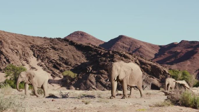 纳米比亚纳米布沙漠Hoanib山谷中行走的三头沙漠大象的4k视图