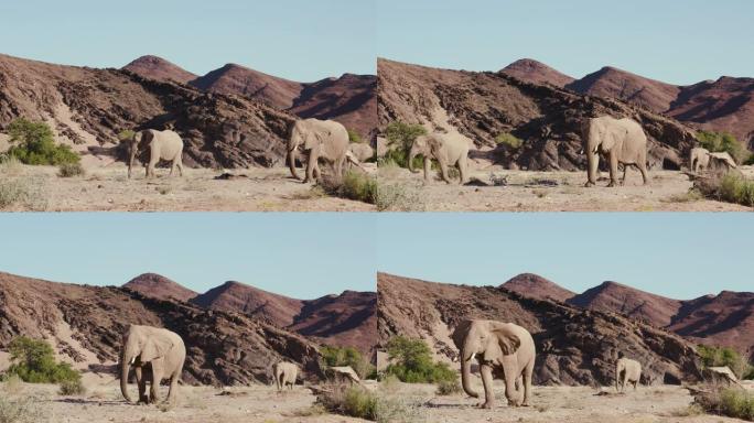 纳米比亚纳米布沙漠Hoanib山谷中行走的三头沙漠大象的4k视图