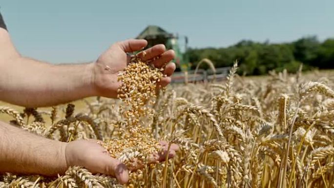 SLO MO农民在田间筛选小麦谷物