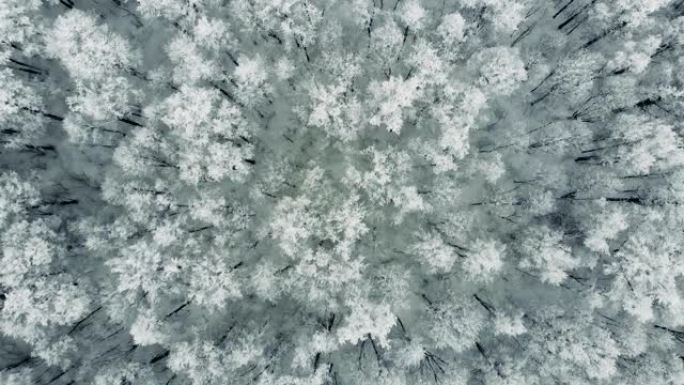美丽的冬季风景。从上面结冰的树木。