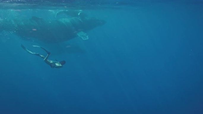 与鲸鱼一起游泳美人鱼海水海洋生物