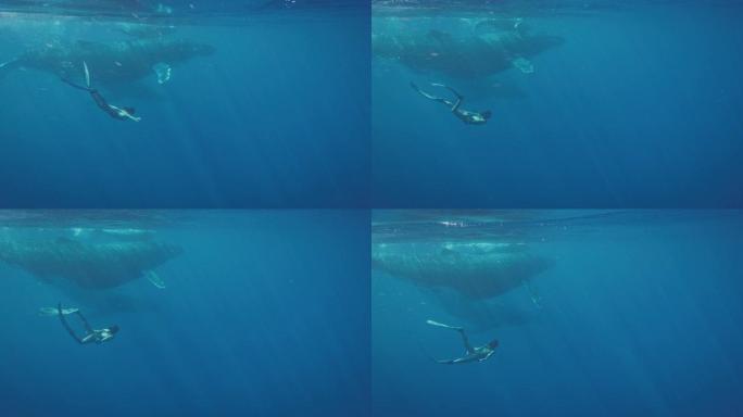 与鲸鱼一起游泳美人鱼海水海洋生物