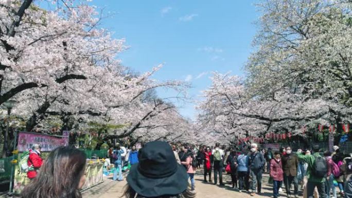 东京上野公园樱花节，延时4k。