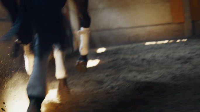 在骑马大厅进行赛马和盛装舞步比赛时，海湾马腿的电影慢动作特写