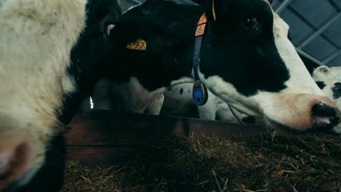 谷仓里的家养奶牛，特写。