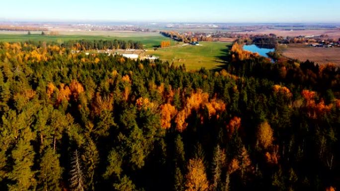 在晴朗的晴天，无人驾驶飞机在秋天的日出场，湖泊和黄色的森林树木上飞行，露出了大农场。