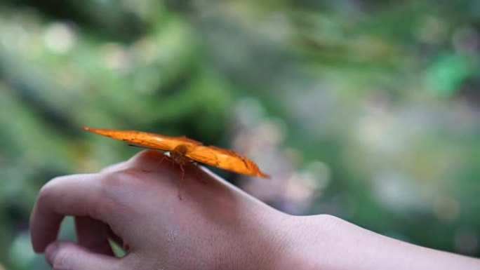 慢动作FHD镜头橙色蝴蝶拍打翅膀在森林中的女人的后手，动物行为和自然概念