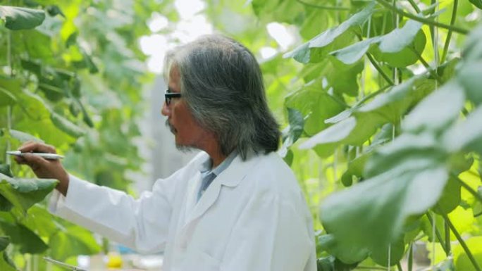 白大衣高级农艺师用平板电脑监督温室幼苗的生长。植物护理和保护概念.行业4.0