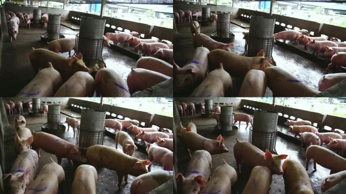 4k镜头场景组小猪在工厂养猪场、家畜和家畜概念一起奔跑和玩耍快乐