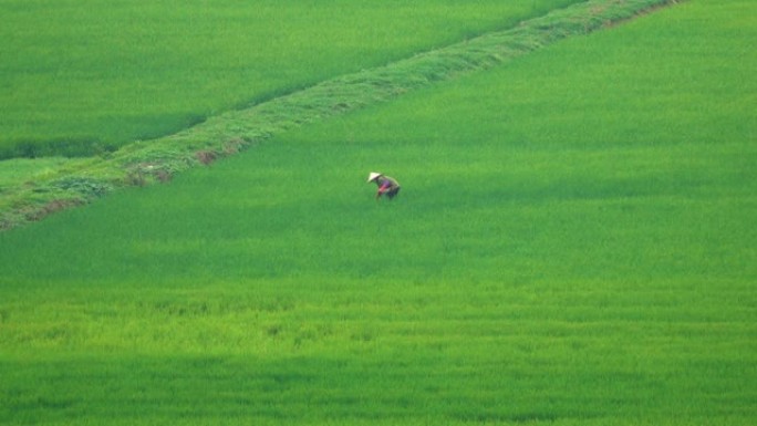 无法辨认的女工在越南的一个大稻田里摘杂草。