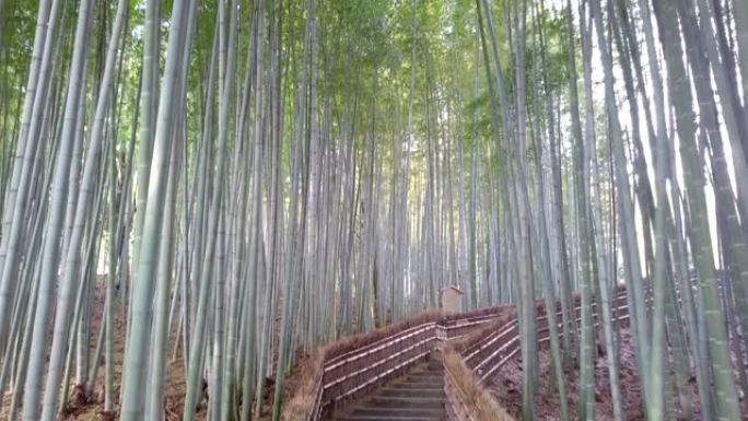 走道竹隧道命名为京都的岚山竹林，日本旅游地标