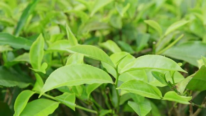 铜风沙沙作响充满活力的绿茶叶植物