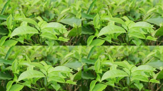 铜风沙沙作响充满活力的绿茶叶植物