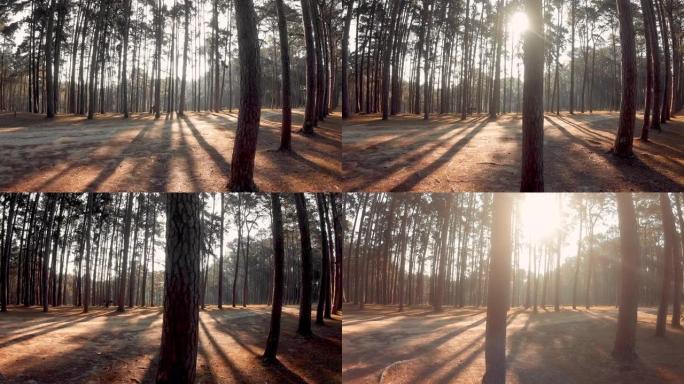 SLO MO Dolly早上拍摄松树林