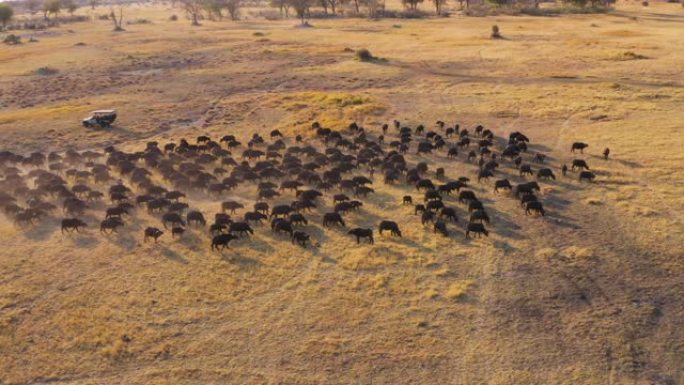 在4x4越野野生动物园车辆中观看游客的圆形空中特写镜头，观看博茨瓦纳奥卡万戈三角洲的一大群布法罗角放