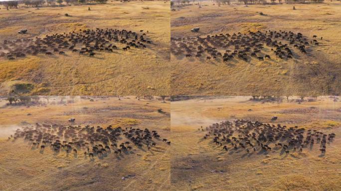 在4x4越野野生动物园车辆中观看游客的圆形空中特写镜头，观看博茨瓦纳奥卡万戈三角洲的一大群布法罗角放