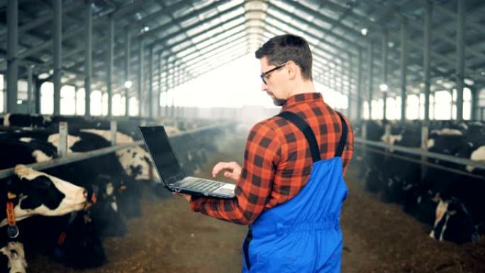 现代农民，带笔记本电脑的男性农业学家正在观察奶牛