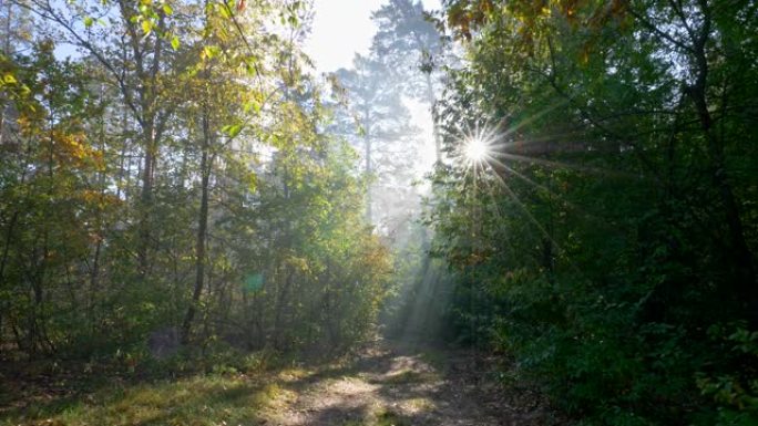 早晨阳光明媚的夏日森林。走在森林路上。阳光穿过树枝。UHD