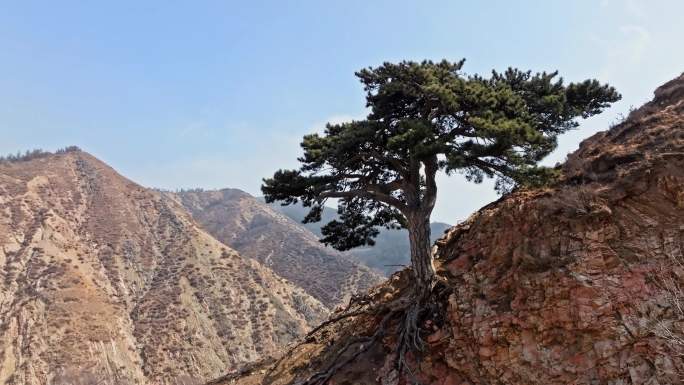 雁门山赵庄迎客松航拍