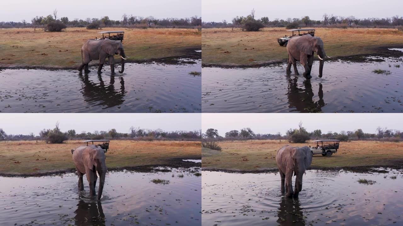 在4x4越野野生动物园车辆中观看大象在博茨瓦纳奥卡万戈三角洲的河流中喝酒的游客的空中特写镜头