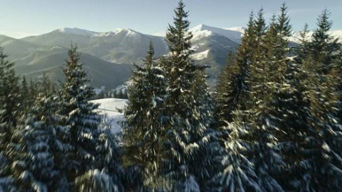 冬季山地景观。飞越白雪覆盖的松树林和乌克兰喀尔巴阡山脉的山谷。空中射击，4K
