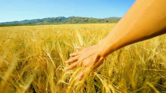农民触摸小麦的金色头