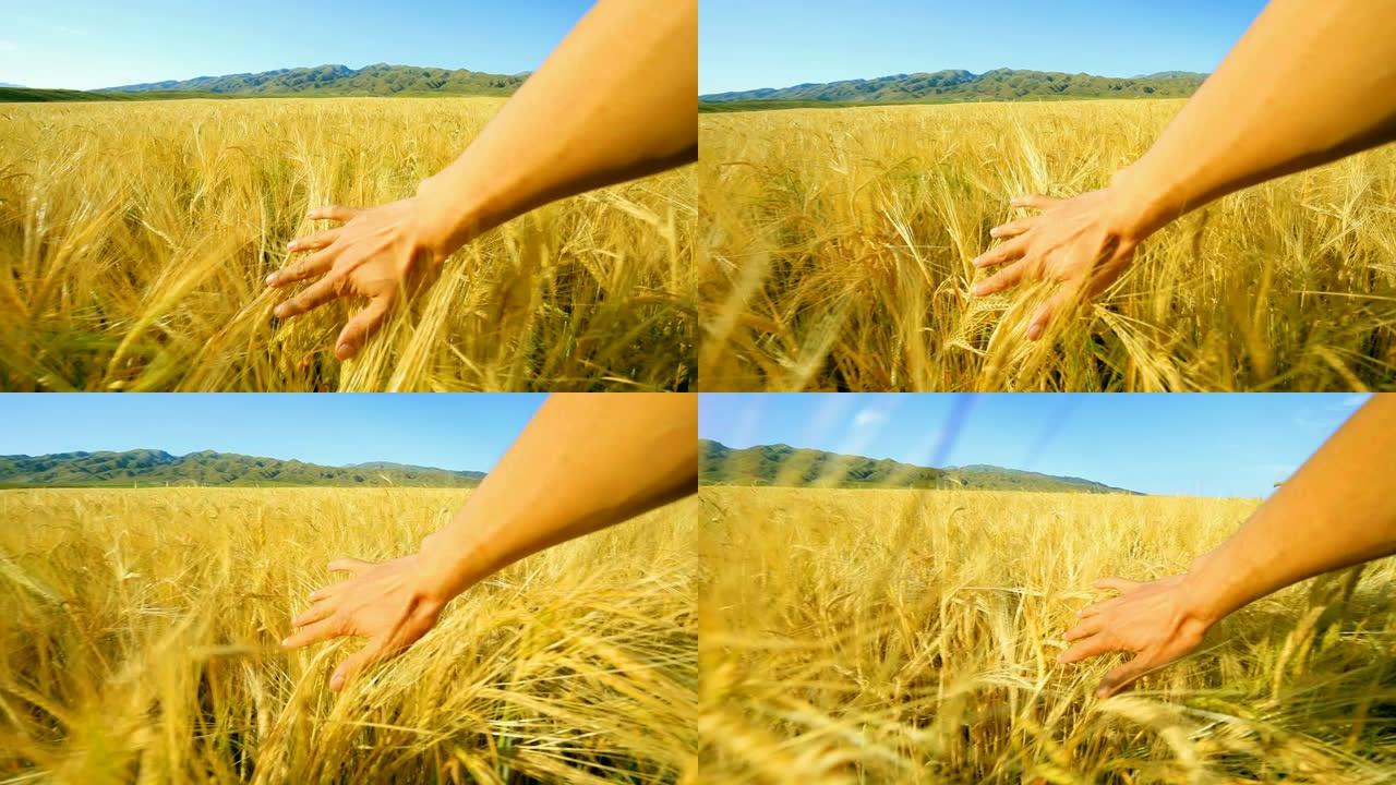 农民触摸小麦的金色头