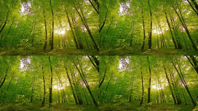 面对阳光直射的美丽绿色森林