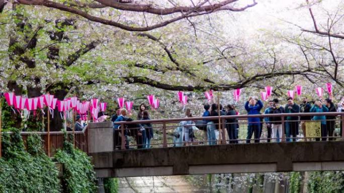 日本东京目黑河樱花的樱花落花，延时运动