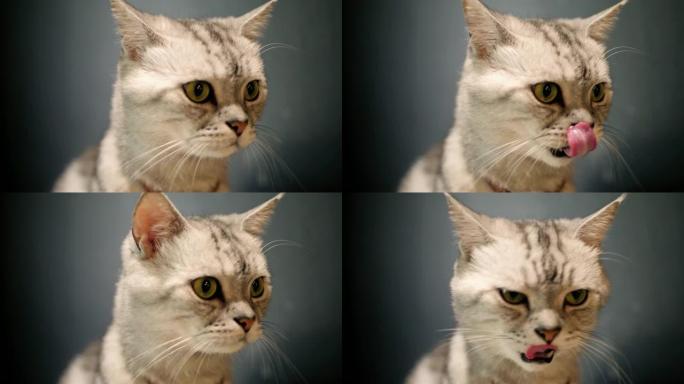 猫美国短毛猫看着相机舔嘴，慢动作