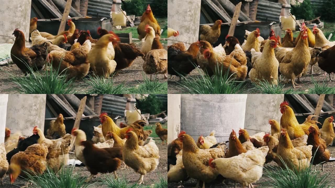 农场里的鸡。农场里的鸡养鸡
