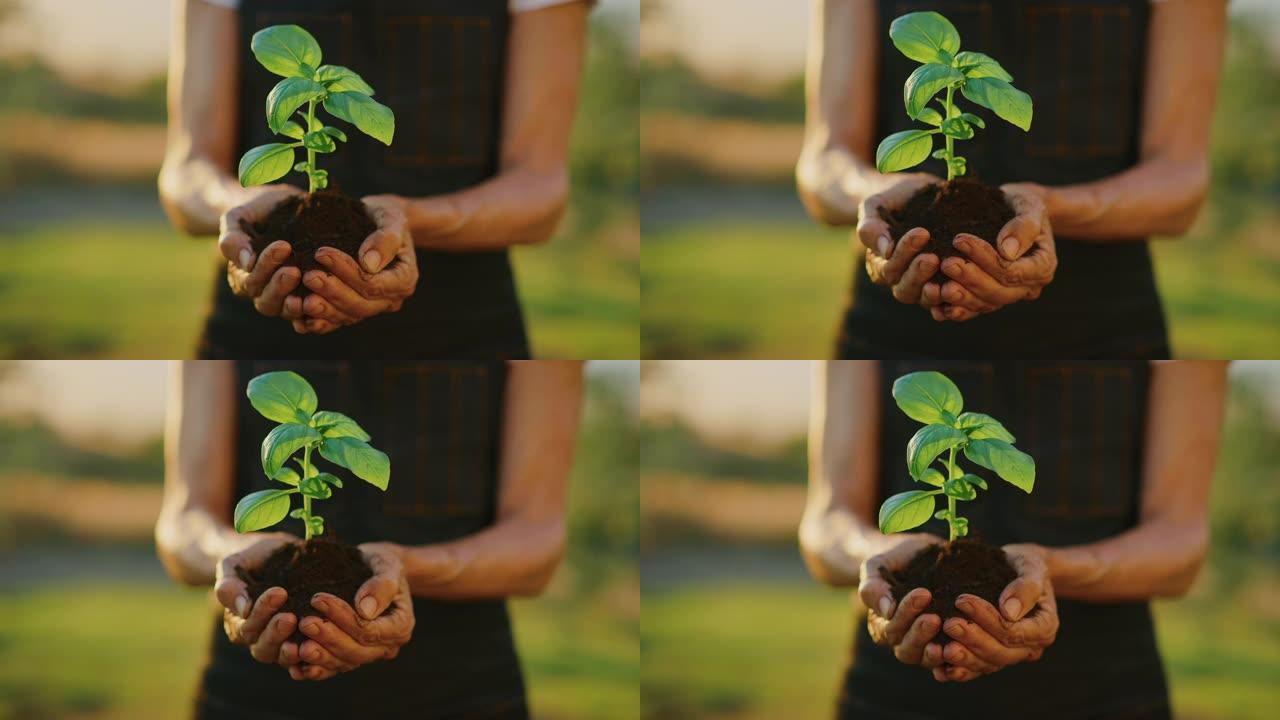 手握绿色植物手捧泥土