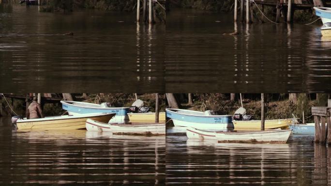 阿根廷蒂格雷的河里游泳的狗。