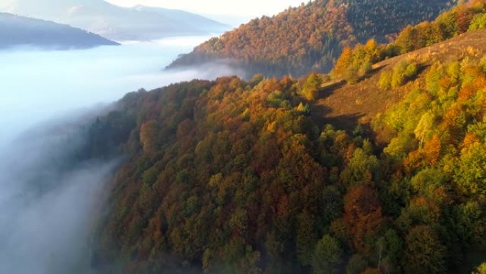 飞越秋天的森林和雾蒙蒙的山谷。空中日出视图。4K, UHD