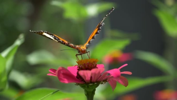 粉红色花朵上蝴蝶的宏观拍摄。蝴蝶的慢动作飞行。