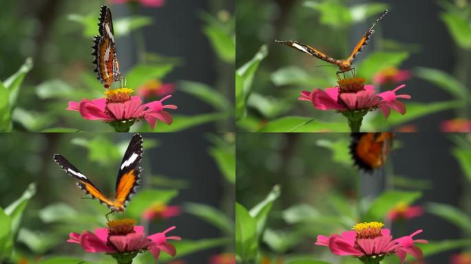 粉红色花朵上蝴蝶的宏观拍摄。蝴蝶的慢动作飞行。