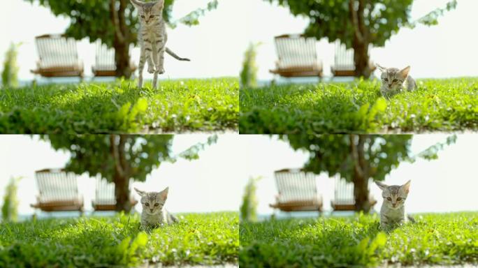 MS超级慢动作小猫坠落并降落在阳光明媚的绿草丛中