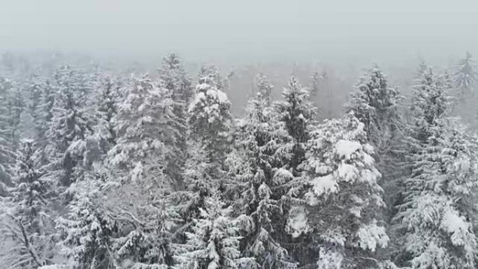 空中: 飞越白雪覆盖的森林，而山间一片白茫茫。