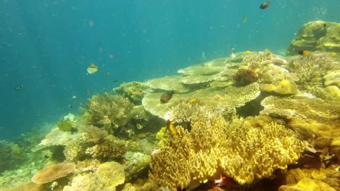 与自然融为一体海底生物海底游鱼海底美景