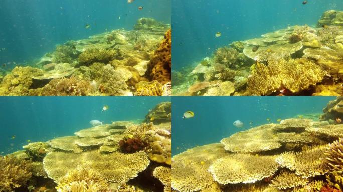 与自然融为一体海底生物海底游鱼海底美景