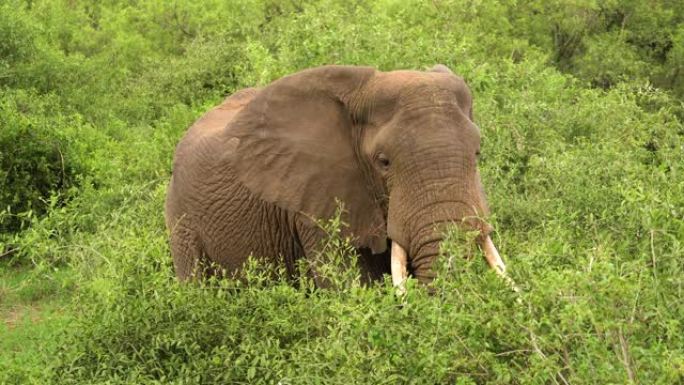 一群大象在沉浸在野外的非洲大草原中行走