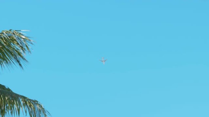 在佛罗里达州美好的一天，飞机飞过棕榈树