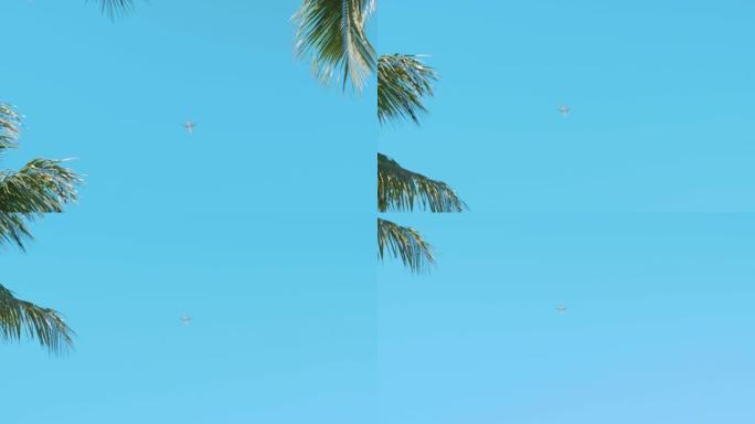 在佛罗里达州美好的一天，飞机飞过棕榈树