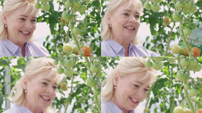 微笑的高级女人看着番茄植物