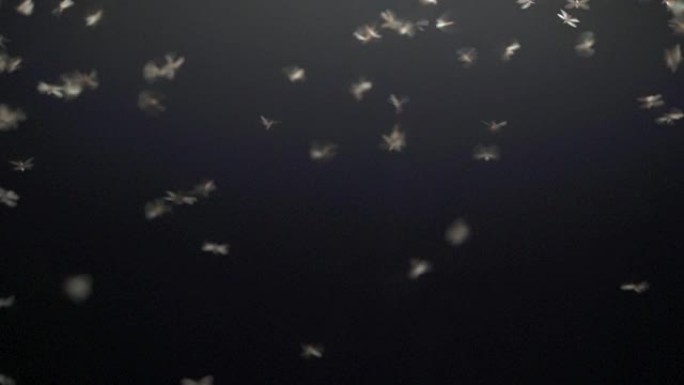 慢动作飞行白蚁群繁殖并开始新的殖民地