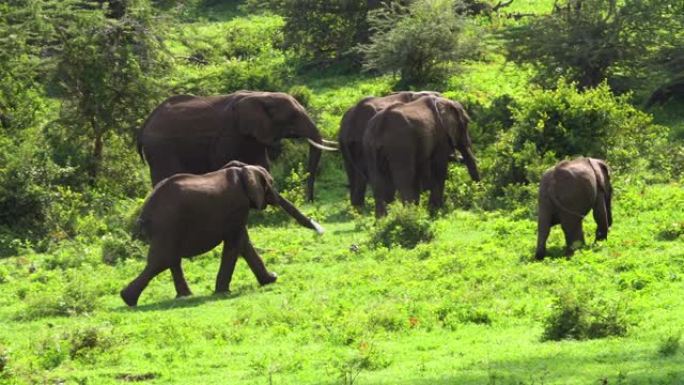 一群大象在非洲大草原上行走，沉浸在野外。