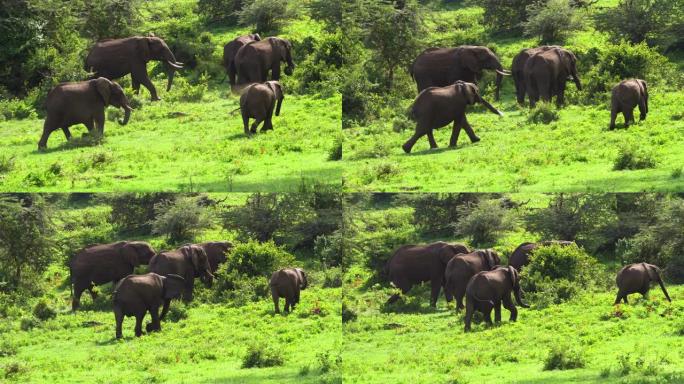 一群大象在非洲大草原上行走，沉浸在野外。