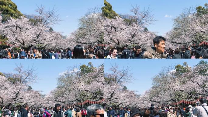 东京上野公园樱花节，时间流逝4k向右平移